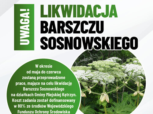 Likwidacja Barszczu Sosnowskiego na terenie Kętrzyna